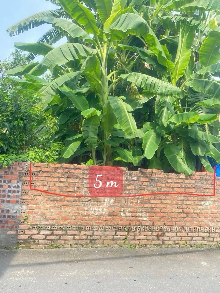 Đất thổ cư Khu 8, phường Thanh Miếu, 115m² - Giá thỏa thuận hấp dẫn!