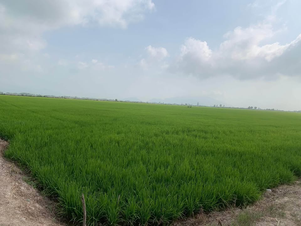 Đất nền mặt tiền Tỉnh lộ 954, Huyện Tri Tôn, An Giang - 210.000m² giá chỉ từ 200 triệu/công