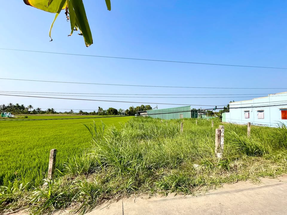 Đất nền ấp Hòa Bình, xã Vĩnh Hựu, 143m² giá 290 triệu - Cơ hội đầu tư hấp dẫn!