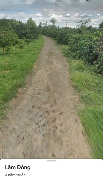 Farm đất cà phê, sầu riêng tại Đà Nẵng 3528m² giá chỉ 5.39 tỷ - Đầu tư sinh lời hấp dẫn!