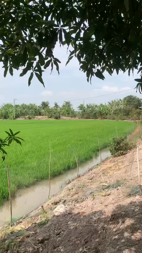 Đất nông nghiệp Lương An Trà 280.000m² giá 11.2 tỷ - Cơ hội đầu tư sinh lời!