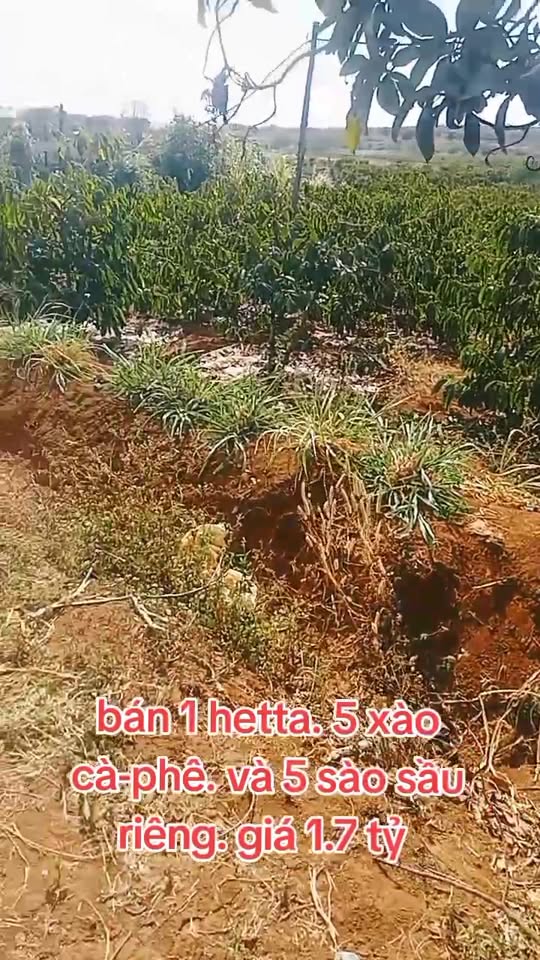 Farm cà phê và sầu riêng tại Ia Le, Chư Pưh, Gia Lai 11,800m² - Cơ hội đầu tư hấp dẫn!