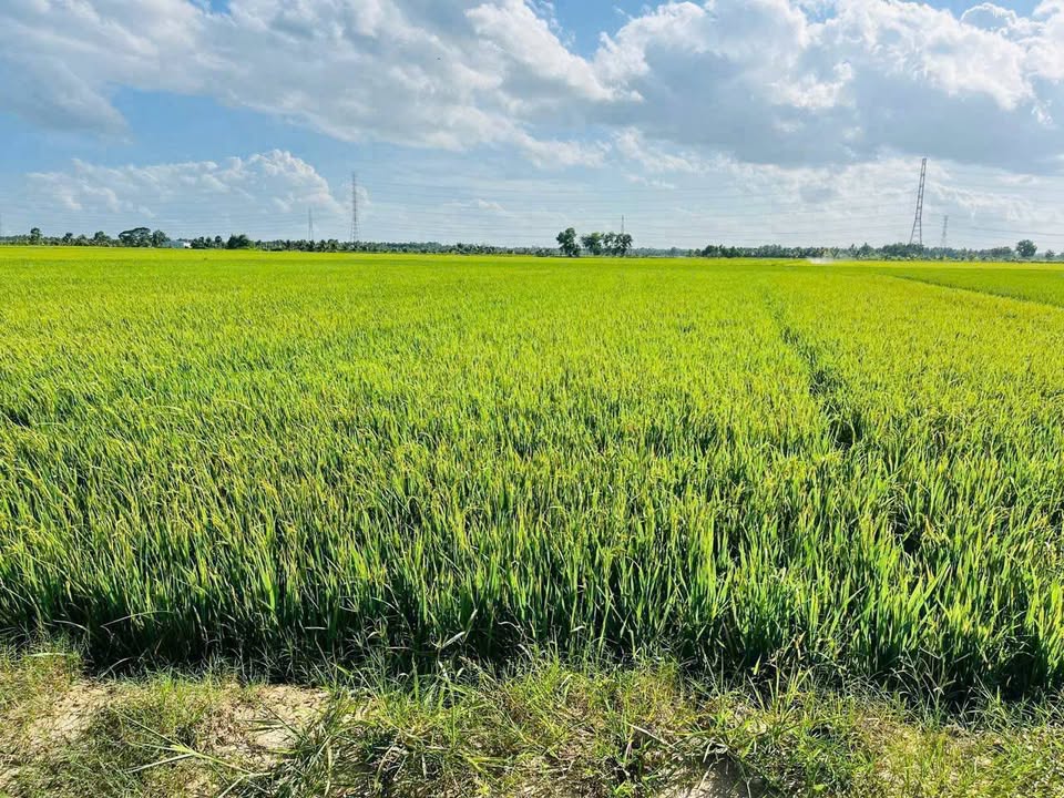 Đất nền Ấp Sâm Bua, Lương Hòa, Châu Thành 4057m² giá 1.054 tỷ - Cơ hội đầu tư hấp dẫn!