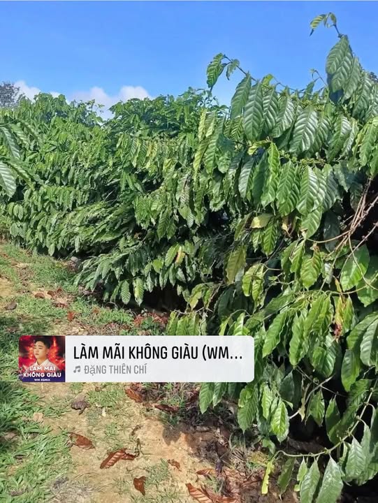 Đất nền Liên Hà 12.600m² giá chỉ 2.3 tỷ - Cơ hội đầu tư hấp dẫn!