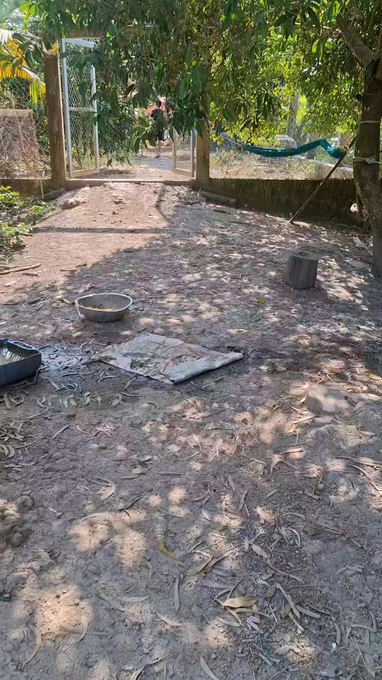 Đất nền đẹp 616m² tại xã Tân Thạnh, An Giang - Sổ đỏ chính chủ, giá thương lượng!