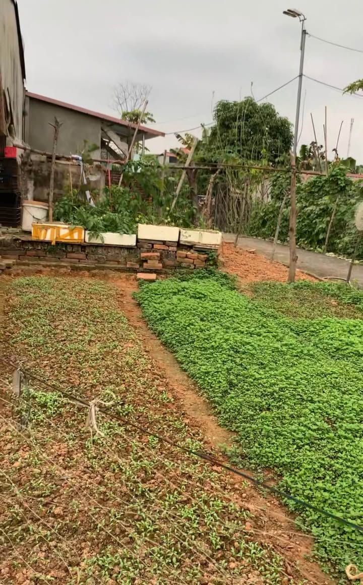 Đất đẹp 2 mặt tiền Tân Hà 88m² giá 1 tỷ - Đầu tư sinh lời tuyệt vời!