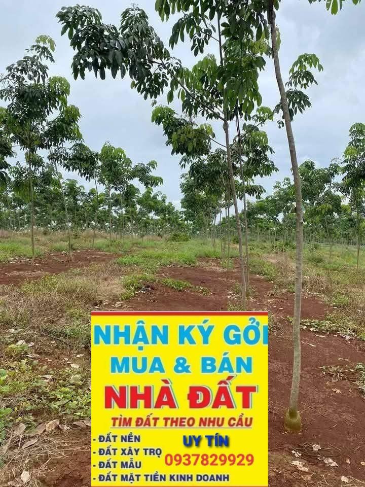 Farm 6ha tại Xã Long Bình, Huyện Phú Riềng - Đất đỏ đẹp, giá thỏa thuận