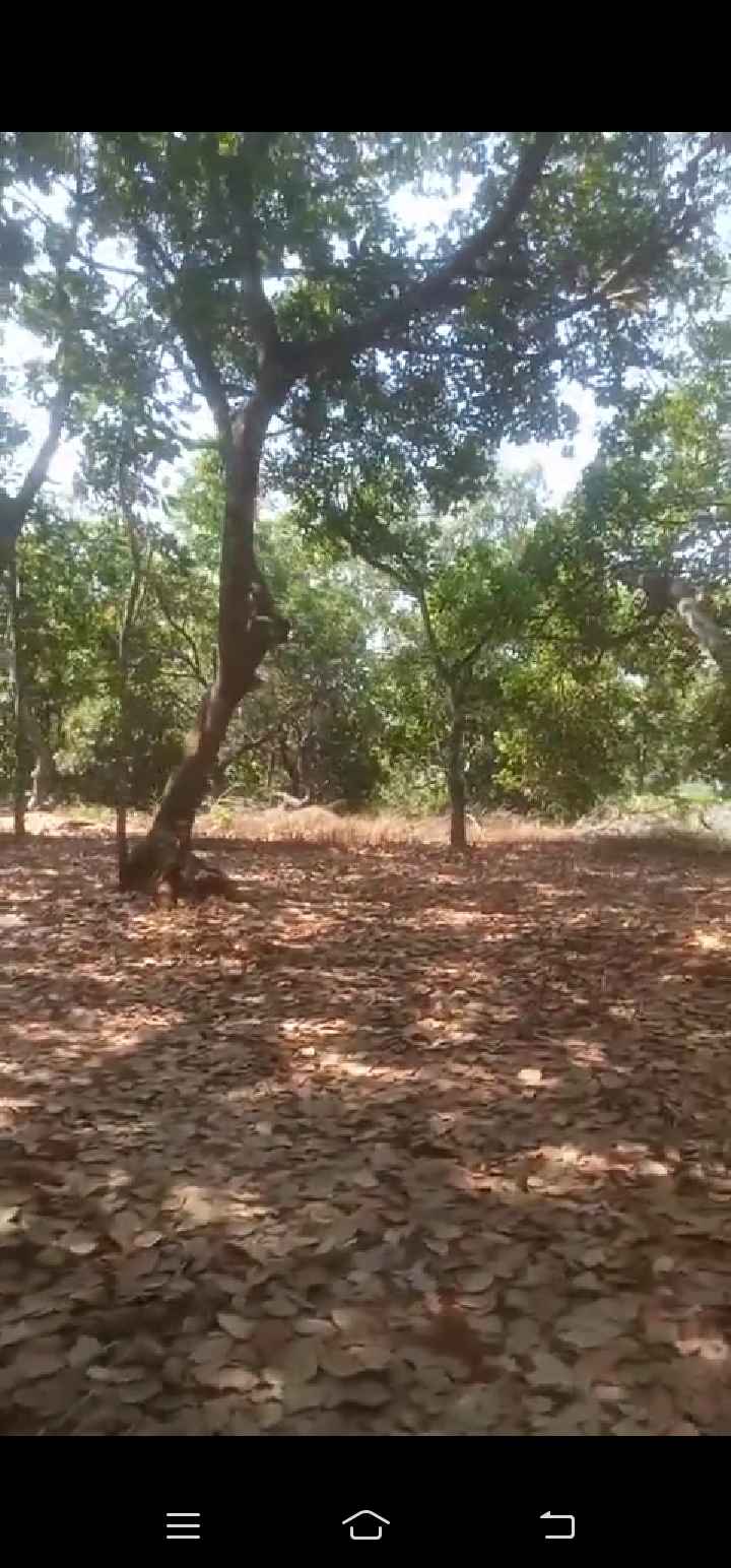 Đất Farm Tân Hưng, Huyện Hớn Quản, 35.000m² giá 5.6 tỷ - Đường lớn, đầu tư sinh lời!