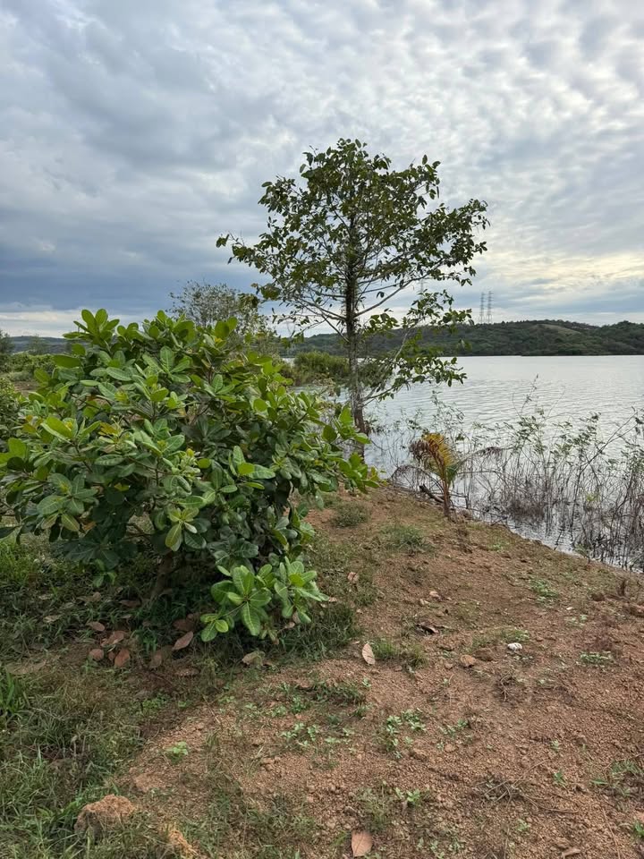 Đất Farm 8,3 sào tại Minh Hưng, Bù Đăng - View Hồ Thác Mơ, Giá 2 tỷ