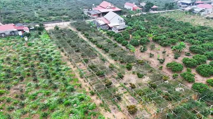 Đất nền Tân Lập Lục Ngạn 2420m² giá 1 tỷ - Tiềm năng phân lô sinh lời!