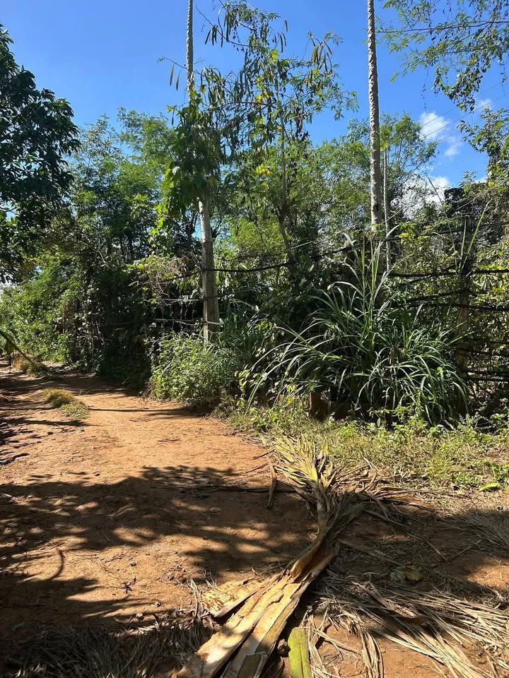 Farm sầu riêng 2232m² tại Cuor Đăng - Đầu tư sinh lời lý tưởng!