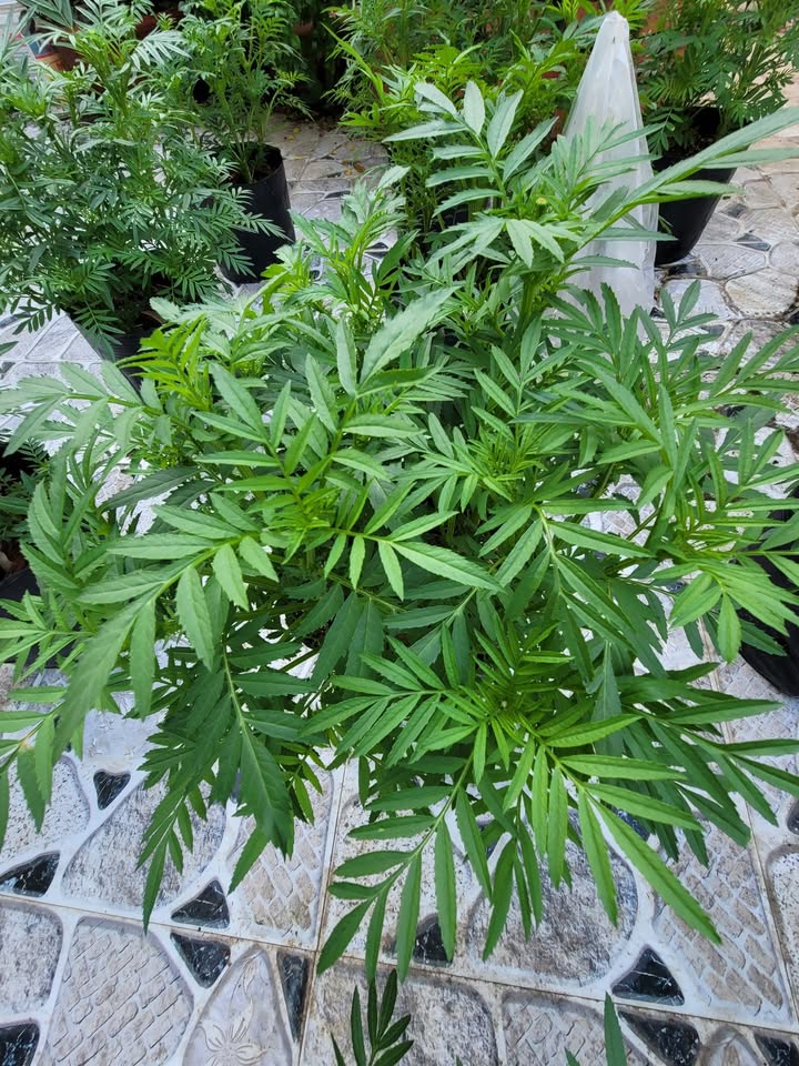 Đất nền 6.703m² xã Gáo Giồng - Giá chỉ 904 triệu - Đầu tư sinh lời ngay!