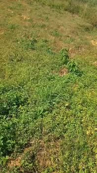 Đất nền 11800m² tại xã Ia Dom, huyện Đức Cơ - Giá chỉ 170 triệu, thương lượng tốt!