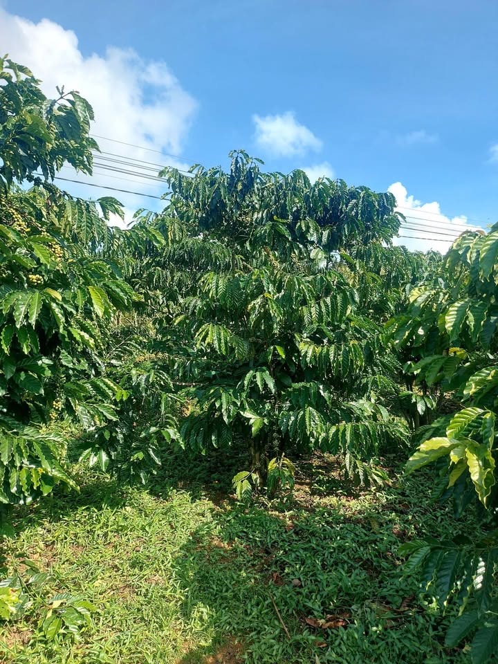 Đất thổ cư 29m² tại Tân Văn, Lâm Hà giá 1.65 tỷ - Sổ hồng chính chủ!