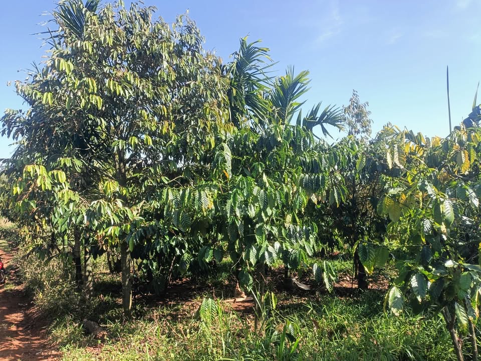 Lô đất rẫy 1ha tại xã Chư Pơng, giá 2.3 tỷ - Cơ hội đầu tư hấp dẫn!