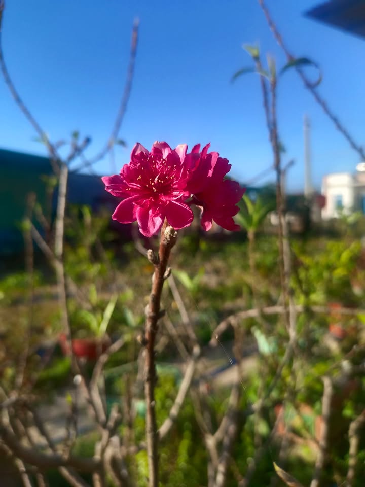 Đất rẫy đẹp tại xã Vụ Bổn, Huyện Krông Pắc, 14.000m² giá 1.9 tỷ - Cơ hội đầu tư hấp dẫn!