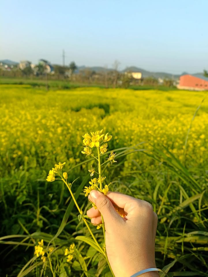 Chung cư Bạch Đằng Hải Dương 2PN giá 7 triệu - Full nội thất sẵn sàng vào ở!