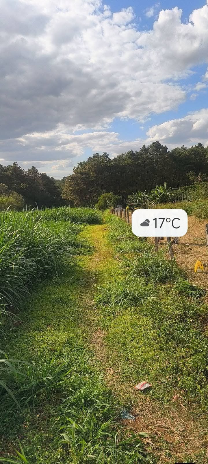 Đất nền 360m² tại Diên Phú, Pleiku - Giá chỉ 500 triệu, cơ hội đầu tư tuyệt vời!