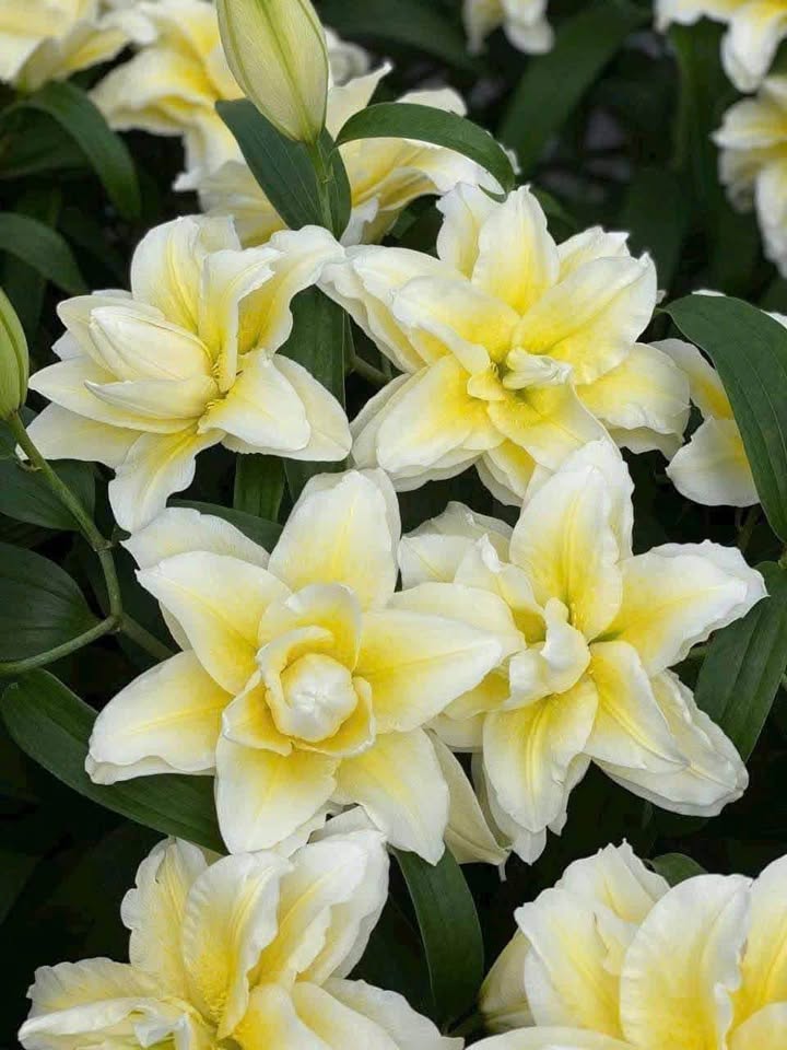 Đất nền Riverside Diêm Điền 108m² giá thương lượng - Lô liền kề view sông hiếm có!