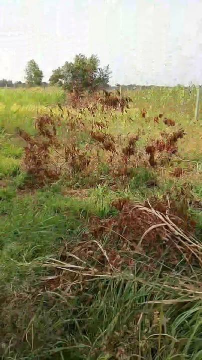 Đất mặt tiền đường TL914, xã Đại An, huyện Trà Cú, 2058m² giá 24.696 tỷ - Cơ hội đầu tư hấp dẫn!