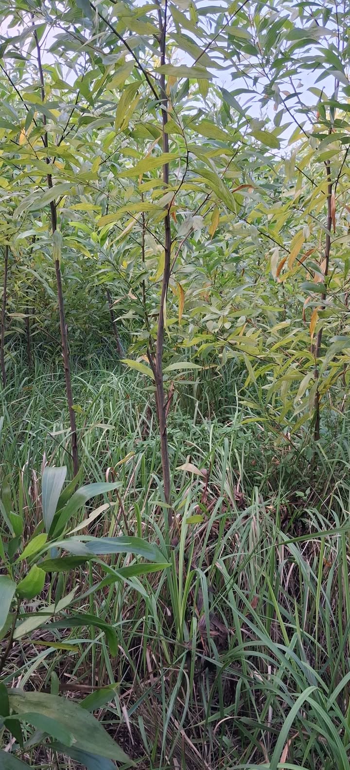 Đất nền Bình Hòa, Bình Sơn 1826m² giá chỉ 113.2 triệu - Đất chính chủ, xe vào tận nơi!