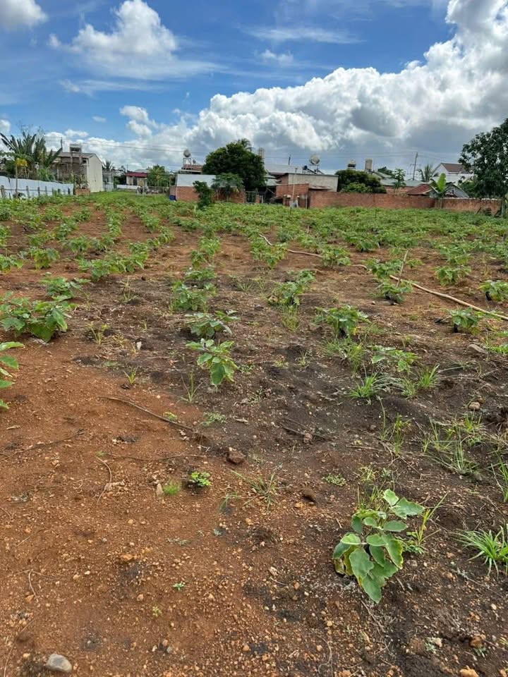 Đất nền Quốc lộ 26, Huyện Krông Pắc, 2.256m² giá 12 tỷ - Tiềm năng kinh doanh lớn!