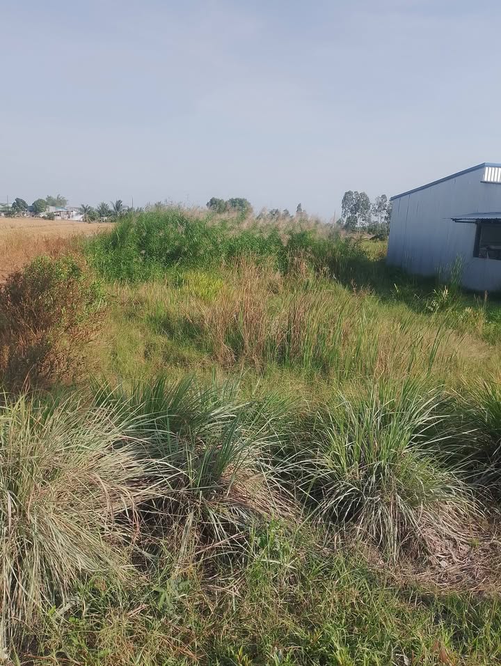 Đất nền 3894m² tại đường Sien, An Minh chỉ 1.5 tỷ - Đầu tư sinh lời ngay!