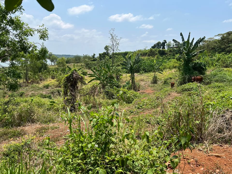 Đất nông nghiệp 3,7ha tại Lộc Quang, Bình Phước - Cơ hội đầu tư hấp dẫn!