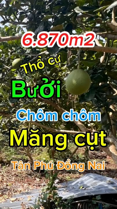 Đất vườn 6.870m² tại Tân Phú giá chỉ 3.778 tỷ - Đầu tư lý tưởng!