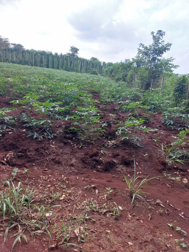 Đất nền Xã Bàu Lâm, Huyện Xuyên Mộc 1908m² giá 2.1 tỷ - Cơ hội đầu tư tuyệt vời!