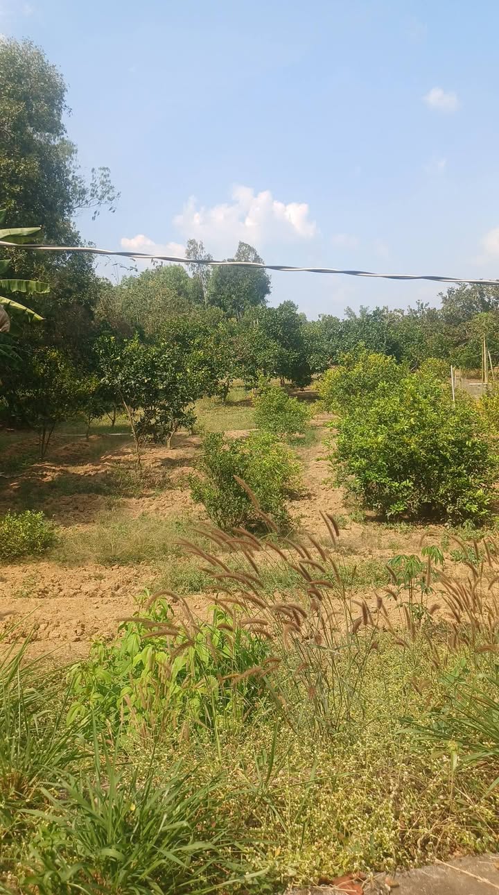 Farm 3,1 sào tại Xã Suối Rao, Huyện Châu Đức giá 2,5 tỷ - Đầu tư sinh lời ngay!