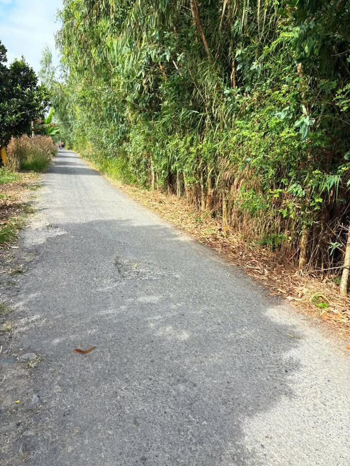 Đất Farm Tân Thanh, Cái Bè 11,9ha giá 2,023 tỷ - Cơ hội đầu tư tuyệt vời!