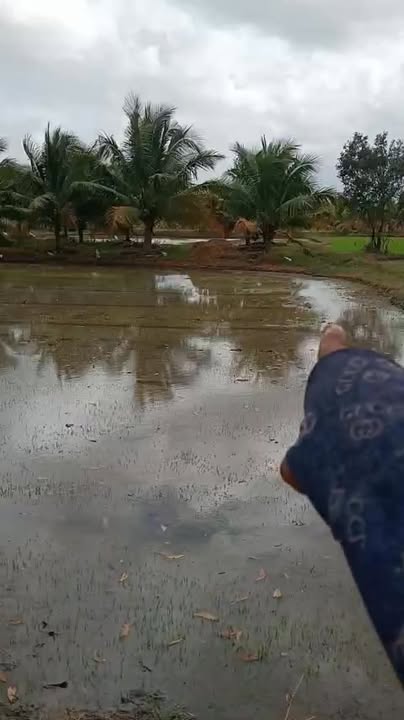 Đất nền Ninh Trung, Khánh Hòa 30m² giá chỉ 16 triệu/m ngang - Cơ hội đầu tư tuyệt vời!