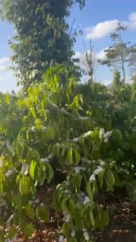 Đất Sào Hòa Khánh Đoàn Kết 1300m² giá 700 triệu - Cơ hội đầu tư sinh lời!