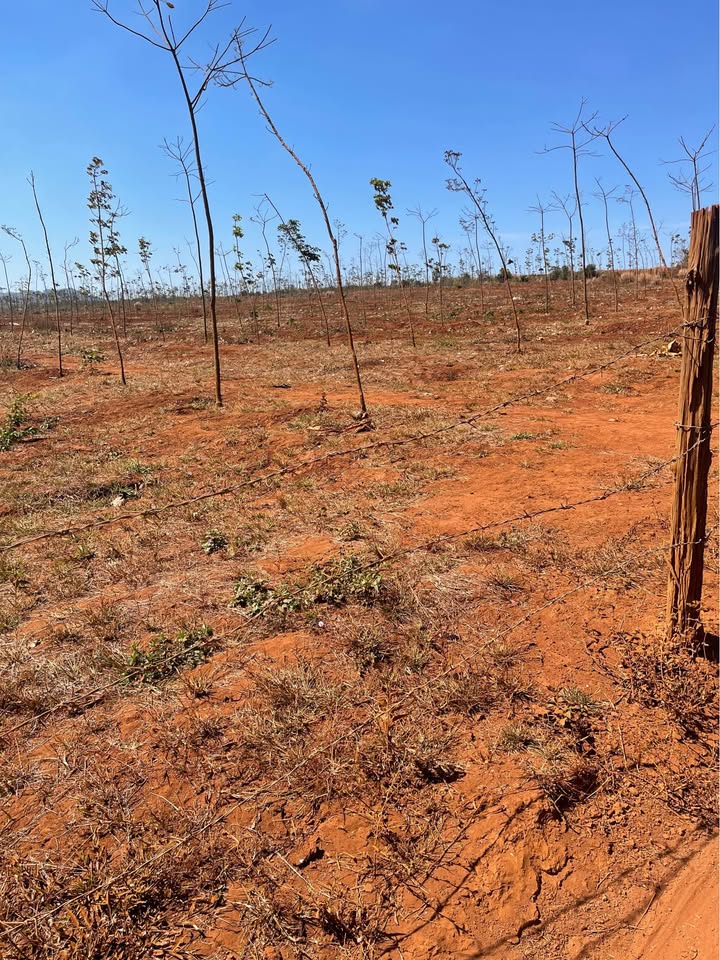 Bán lô đất Farm 6ha tại huyện Tuy An, Phú Yên - Điện nước đầy đủ, giá thỏa thuận!