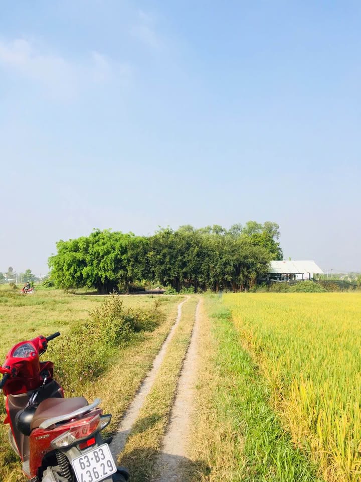 Đất thổ cư 145m² Xã Mỹ Hạnh Bắc giá 720 triệu - Sổ hồng chính chủ