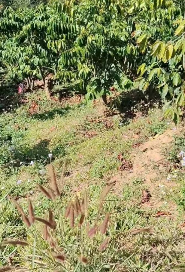 Đất Farm 10.000m² tại Gia Lâm, Hà Nội - Giá chỉ 1.4 tỷ, đầu tư lý tưởng!