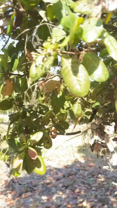 Vườn điều 5ha tại xã Ia Nan, huyện Đức Cơ, Gia Lai - Giá chỉ 700 triệu!