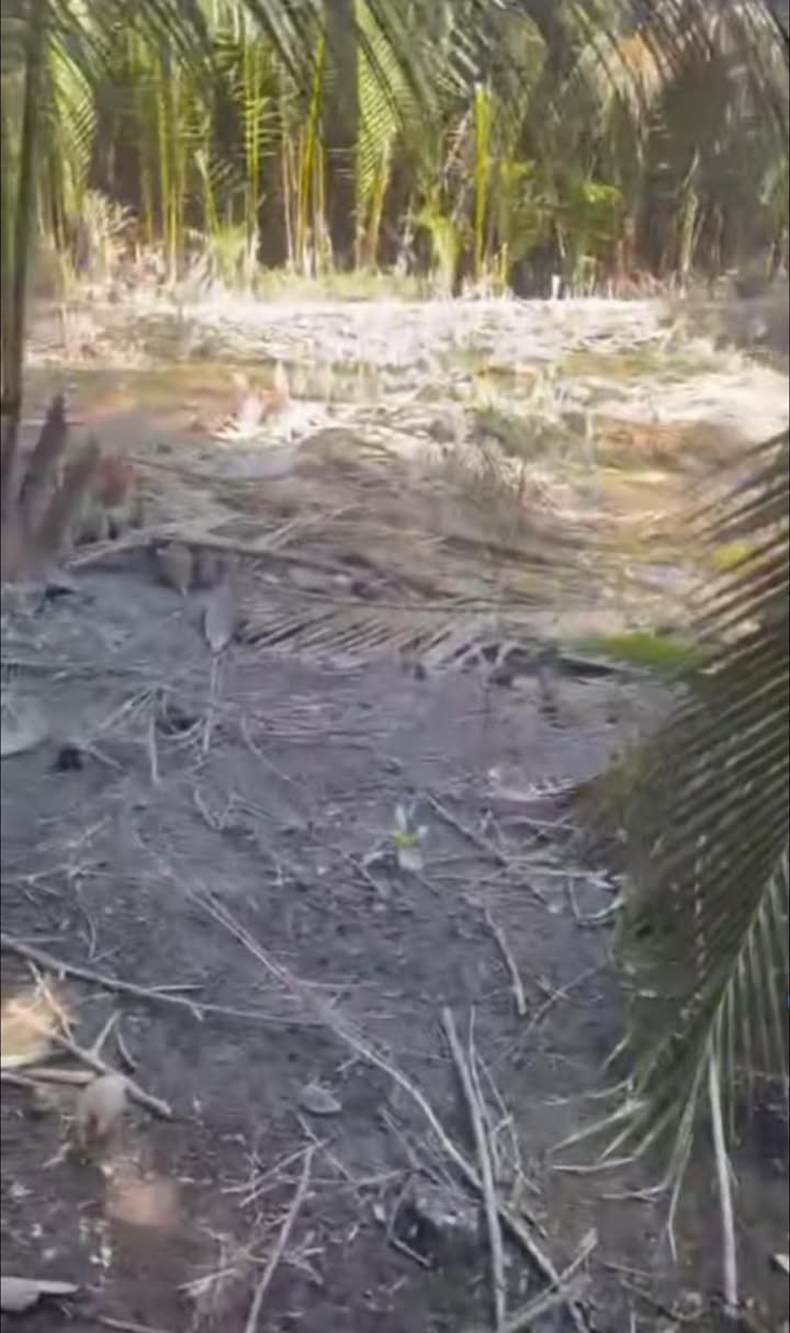 Đất nền Phước Hiệp, Mỏ Cày Nam, 500m² giá 250 triệu - Cơ hội đầu tư tuyệt vời!