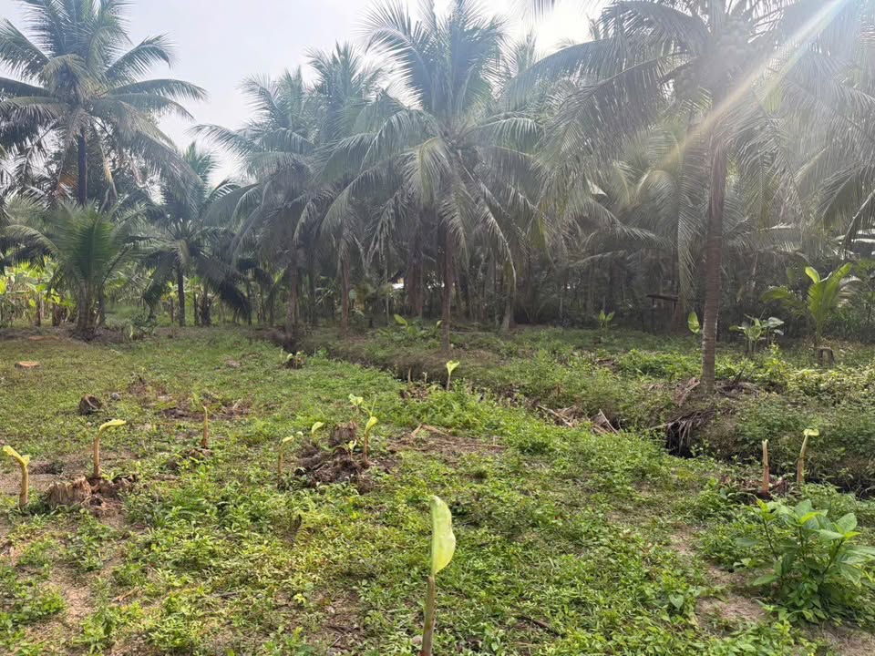 Đất nền Phước Mỹ Trung 500m² giá chỉ 350 triệu - Đầu tư sinh lời ngay!