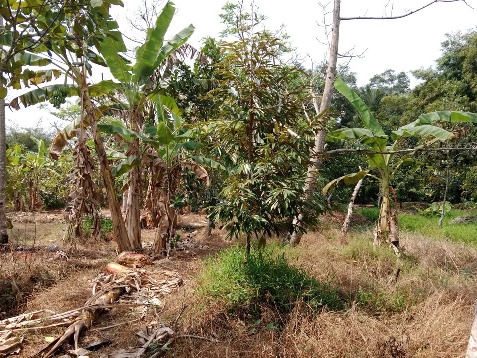 Đất Farm 10.000m² tại Phú Hữu, Châu Thành - Đầu tư vườn sầu riêng sinh lời!