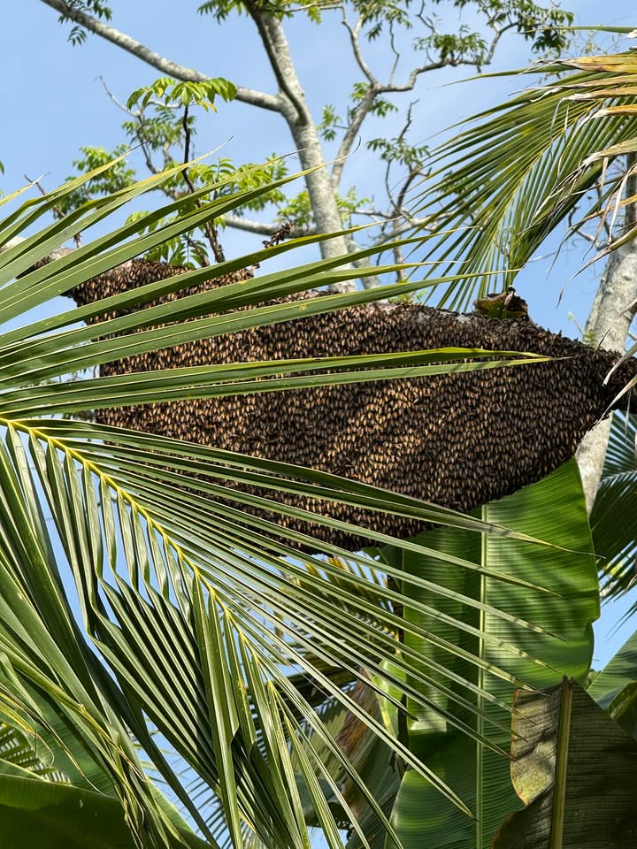 Bán đất nền biệt thự 215m² tại Trường Lạc, Cần Thơ - Giá chỉ 850 triệu!