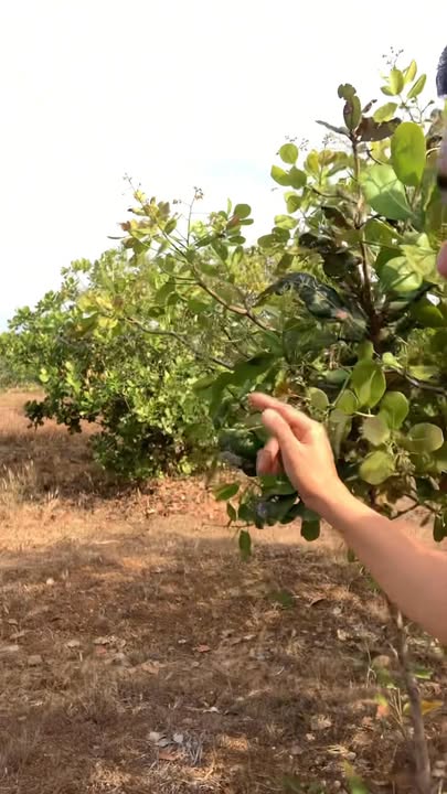 Đất nông nghiệp xã Ea Lê, huyện Ea Súp, 30.000m² giá 390 triệu - Cơ hội đầu tư sinh lời!