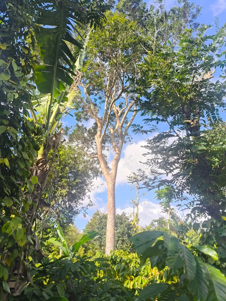 Farm 3600m² tại Xã Ea Yông, Huyện Krông Pắc - Cơ hội đầu tư tuyệt vời!