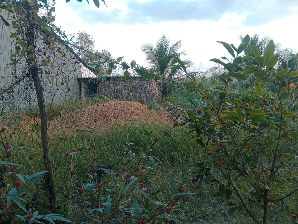 Farm đất Xã Biển Bạch 5900m² giá 550 triệu - Sẵn sàng đầu tư ngay!