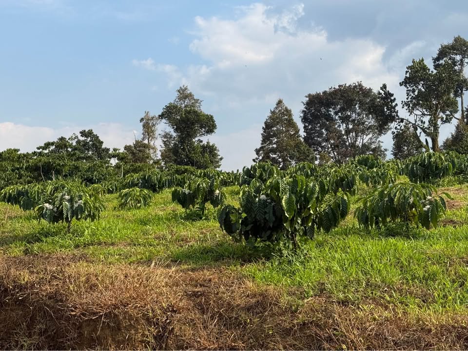 Đất thổ cư 2700m² xã Lộc Thành, huyện Bảo Lâm - Giá chỉ 3 tỷ thương lượng!