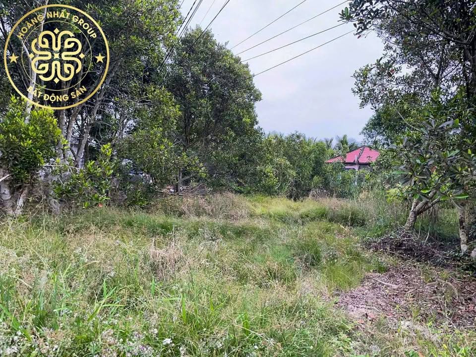 Đất vườn Khánh Bình Đông, Trần Văn Thời 480m² giá 800 triệu - Tiềm năng đầu tư hấp dẫn!