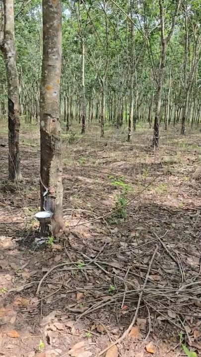 Đất nông nghiệp 2,1 ha tại xã Ia Le, Gia Lai - Giá chỉ 1,9 tỷ!