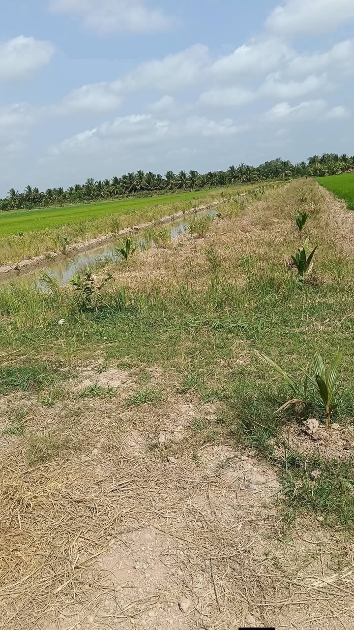 Đất vườn dừa 4000m² tại xã Mỹ Hòa, Huyện Ba Tri - Giá chỉ 680 triệu