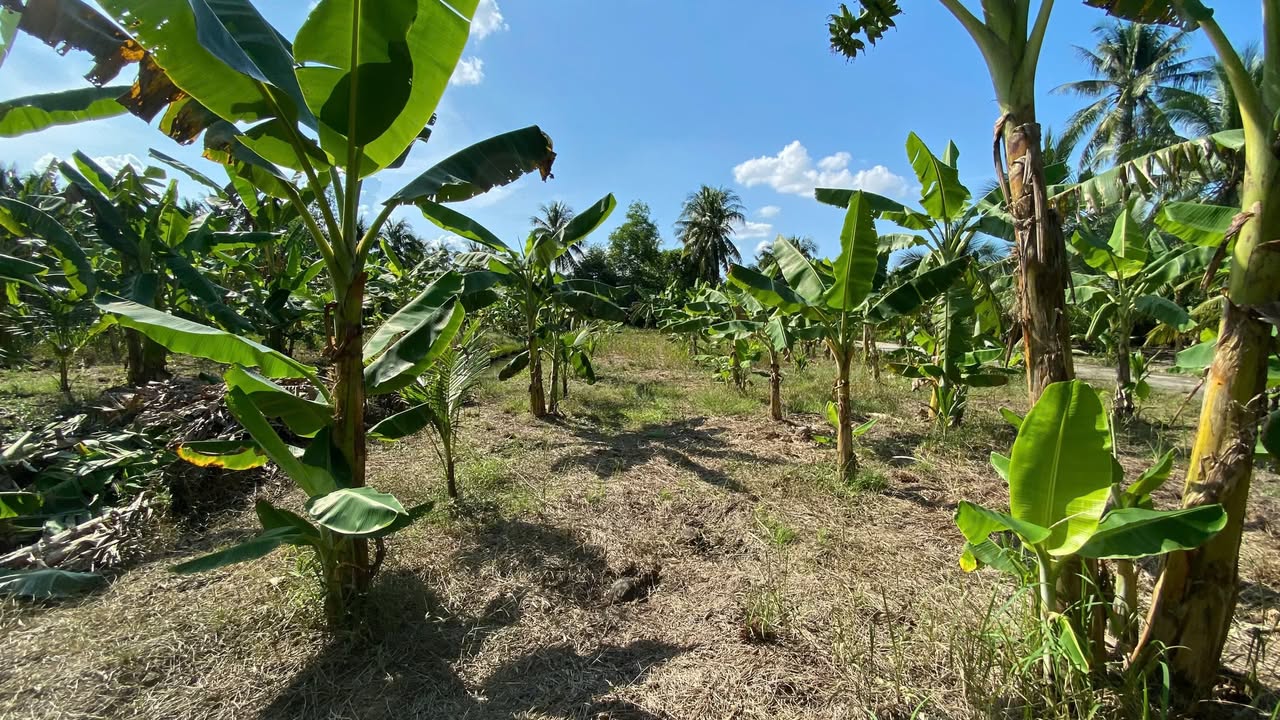 Đất nền Xã Giao Long 300m² giá 900 triệu - Đầu tư sinh lời hấp dẫn!